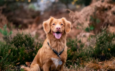 What Is a ThunderShirt and How Does It Work