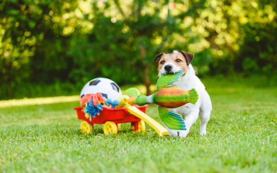 5 Reasons Why Pet Toys Are Important